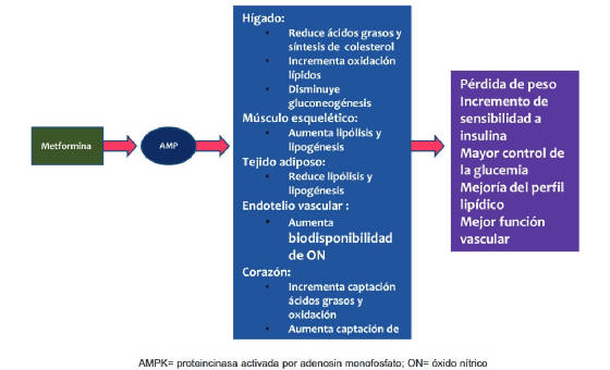 METFORMIN4.jpg