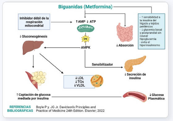 METFORMIN4.jpg