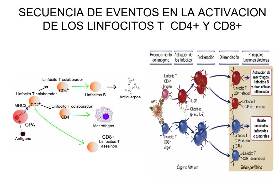 2023.4.LINFOPENIA.AIDS.TERRES.JPG